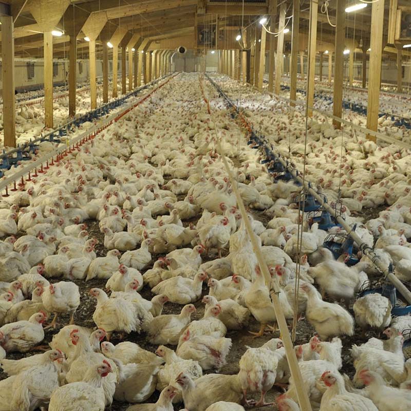 Chickens Filmed Struggling at UK Farm