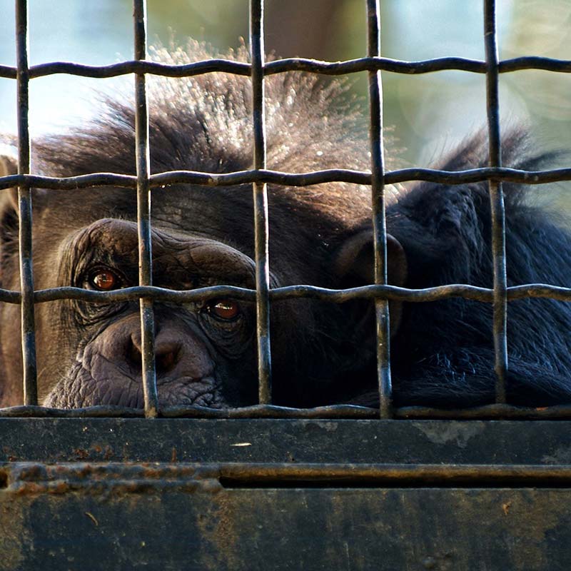 Primate,Snout,Wrinkle,Animal shelter,Wildlife,Cage