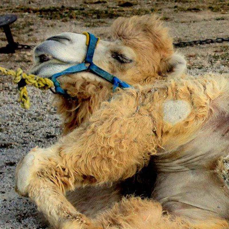 Camel,Bactrian camel,Camelid,Dog breed,Arabian camel,Snout,Landscape