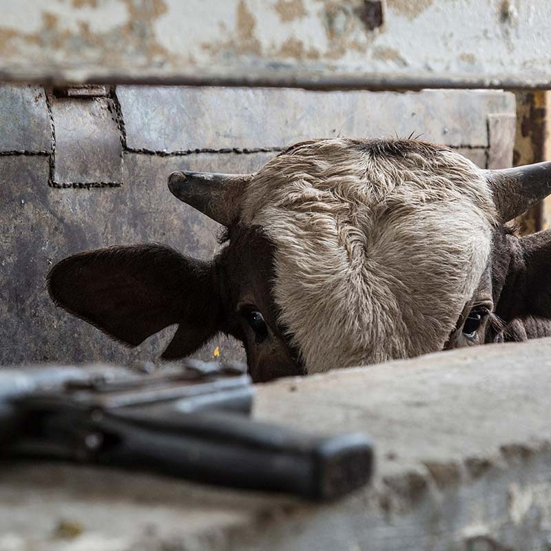 21 Mexican Slaughterhouses Exposed