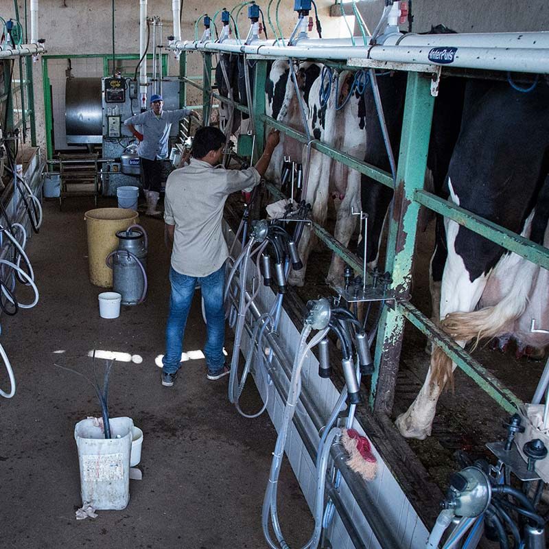Investigation of Mexican Dairy Inspires Thousands