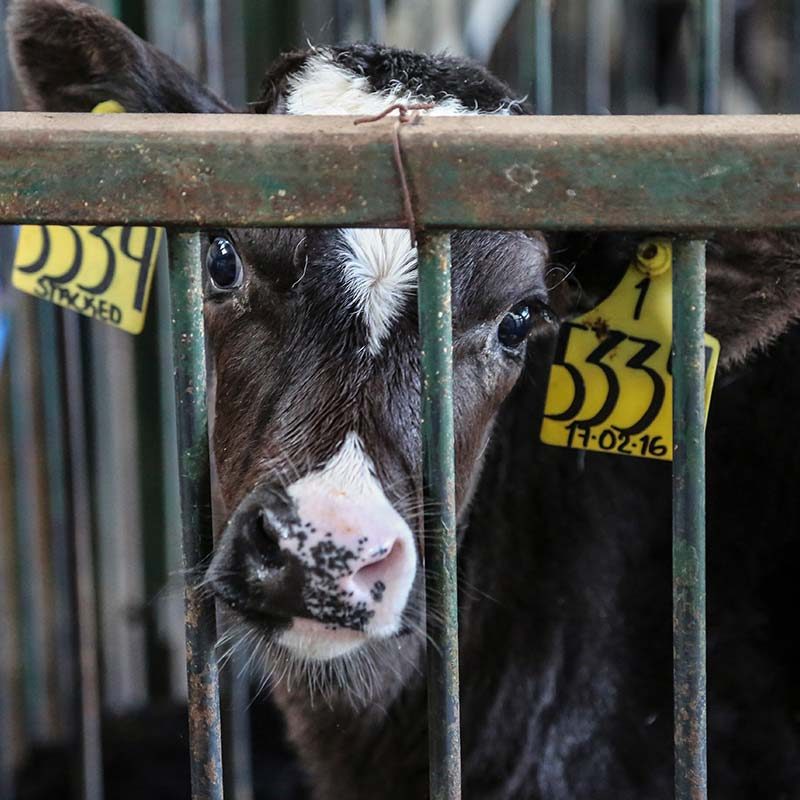 iAnimal – The Dairy Industry in 360 Degrees