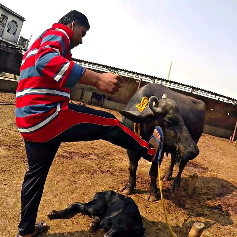 135 Dairy Facilities Investigated in India