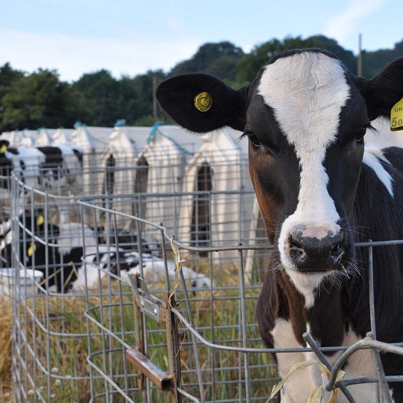 Calves Suffering in Severe Confinement on Dairy Farm