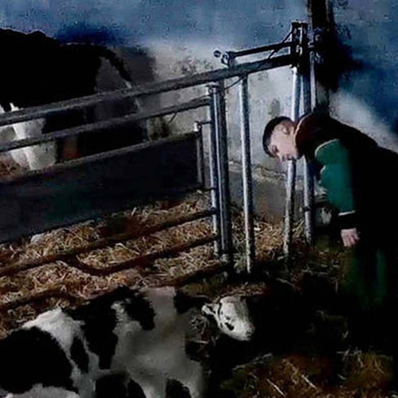 Dairy Farm Worker Caught Red-Handed