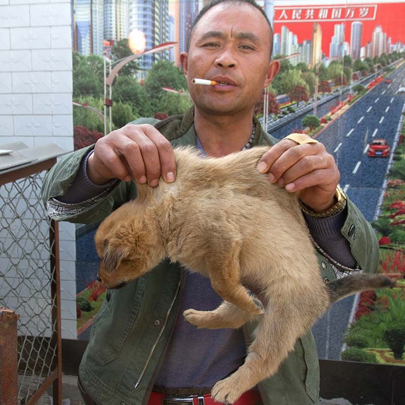 Dog and Cat Markets
