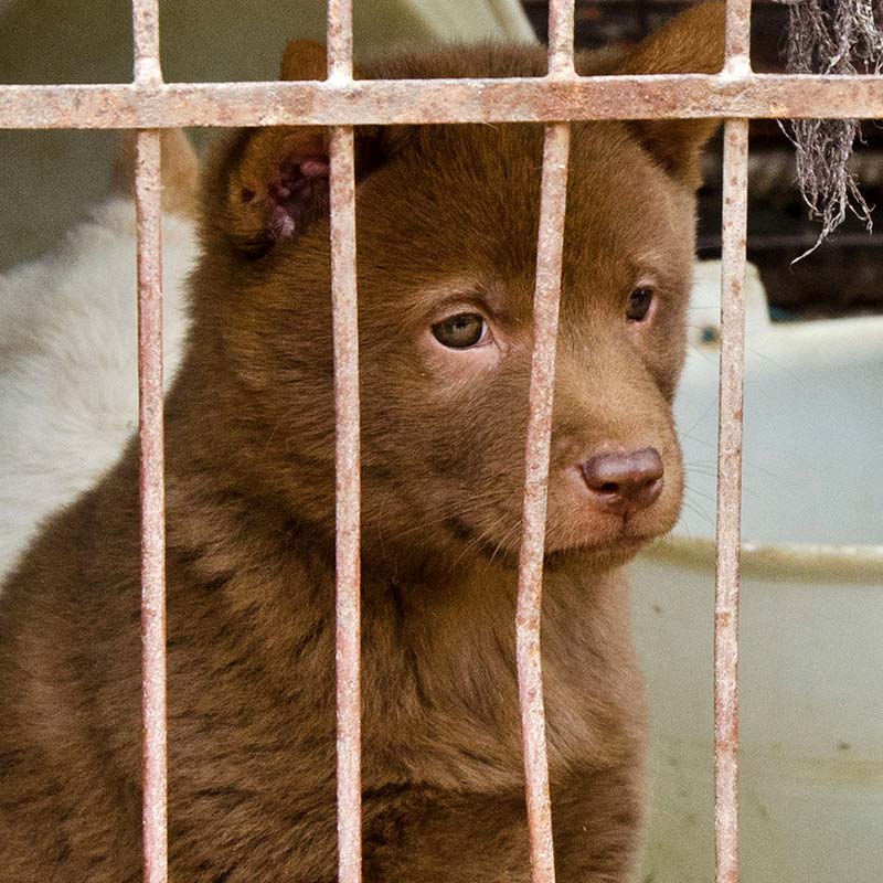 Undercover Investigation: China's Cat and Dog Meat Trade