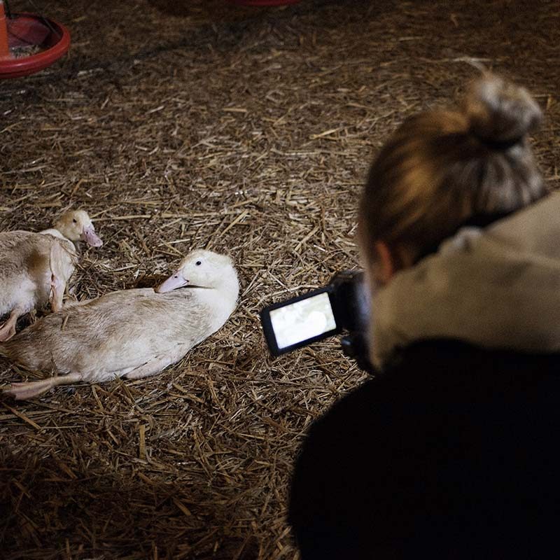 Horrid Abuse on Duck Farms in Germany