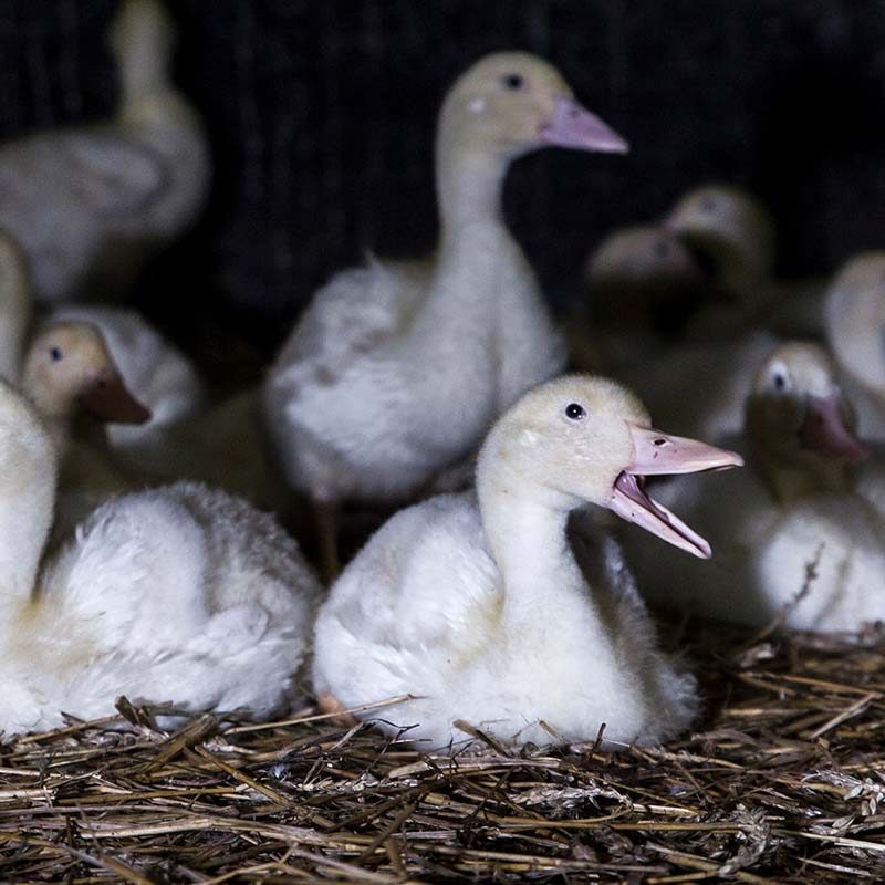 Brutal Conditions Found on German Duck Farm
