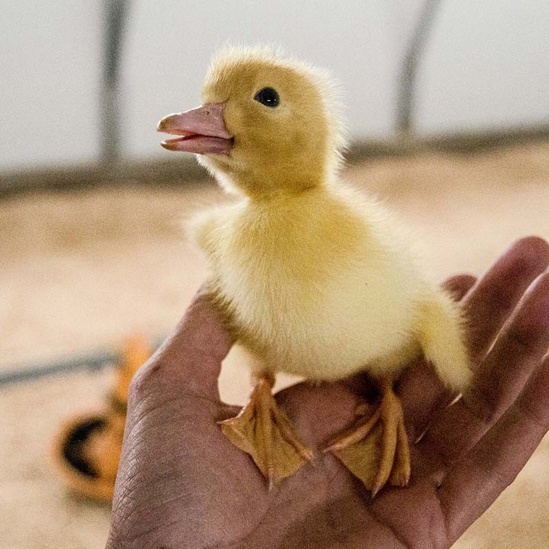 Cruelty on Five Foie Gras Farms
