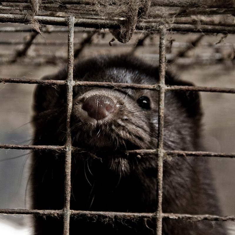 Second Mink Farm Investigation Reveals Animals Languishing in Pain