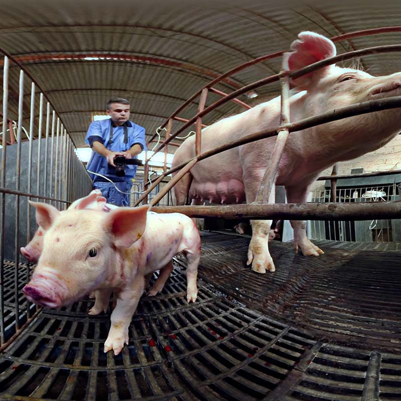 iAnimal – Through the Eyes of a Pig