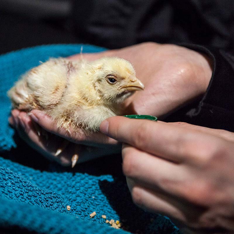 Hand,Bird,Chicken,Beak,Feather