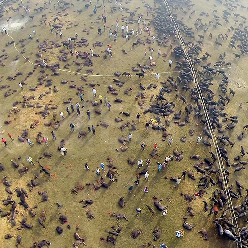 Gadhimai Ritual Sacrifice