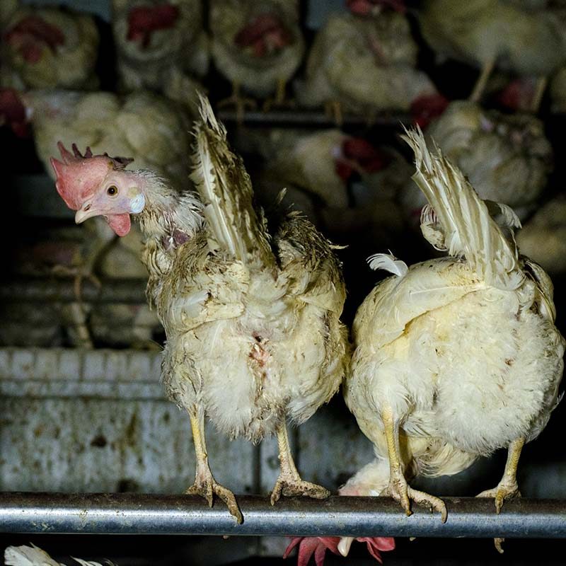 “Free-Range” German Hen Farms