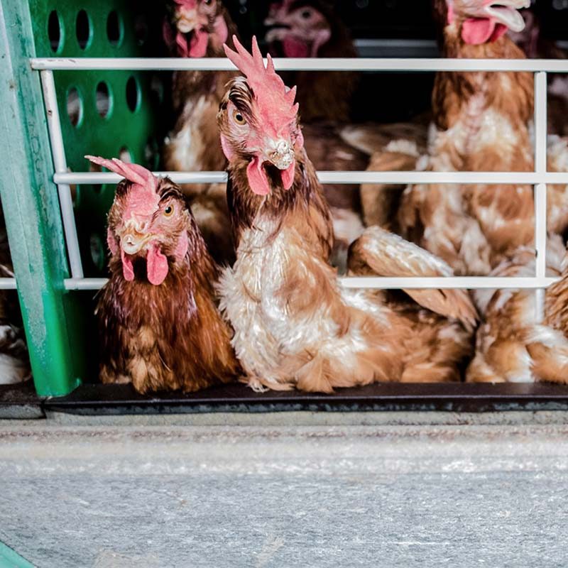 First-Ever Look Inside Brazil’s Egg Industry