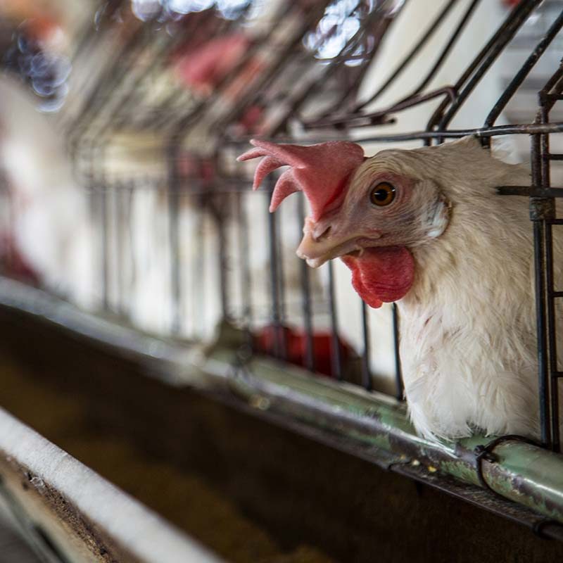 Cruel Practices Filmed at Egg Farms in Mexico