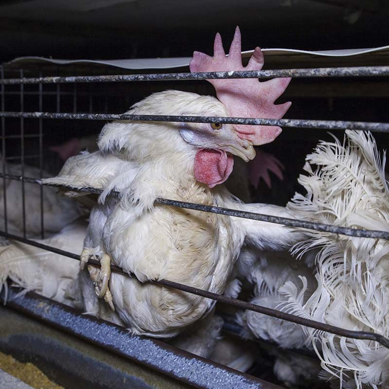 Hens Raised for Eggs Suffering in Italy