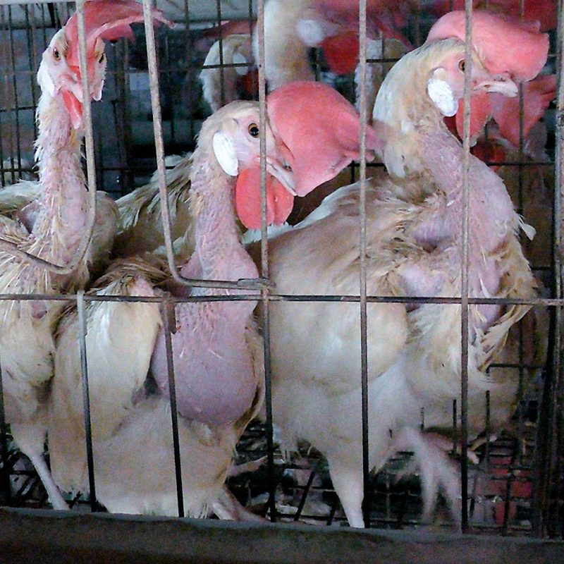 Use of Illegal Cages for Hens Exposed in India