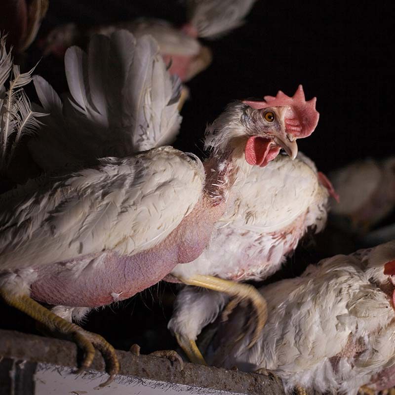 Deutsche Frühstücksei Hen Farm