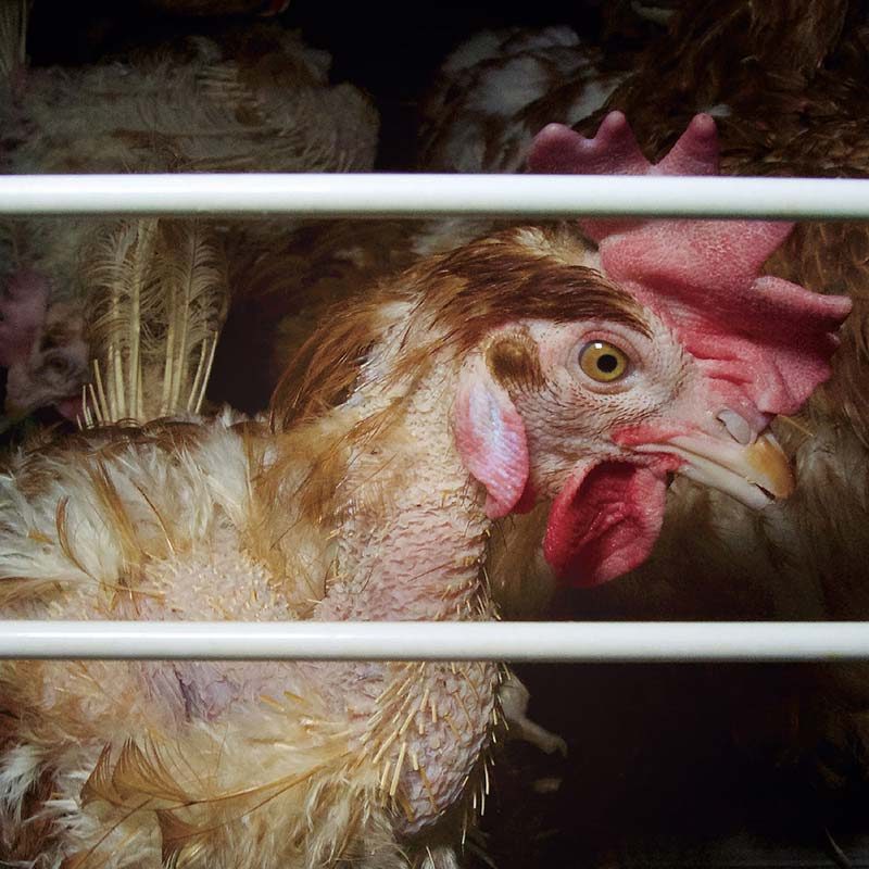 Investigations into Spanish Factory Farms Show Hens in Distress