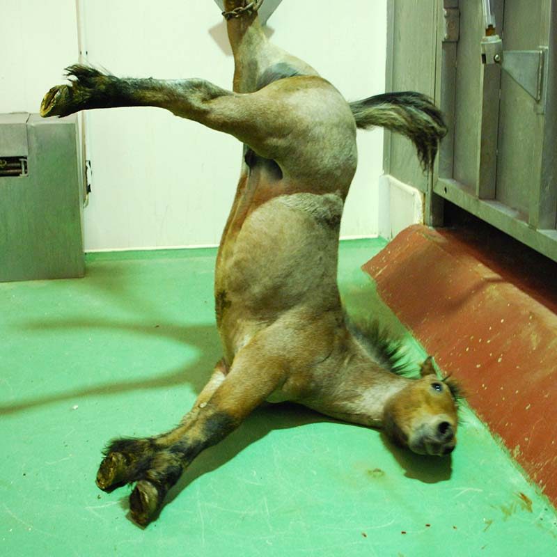Horse Slaughterhouse