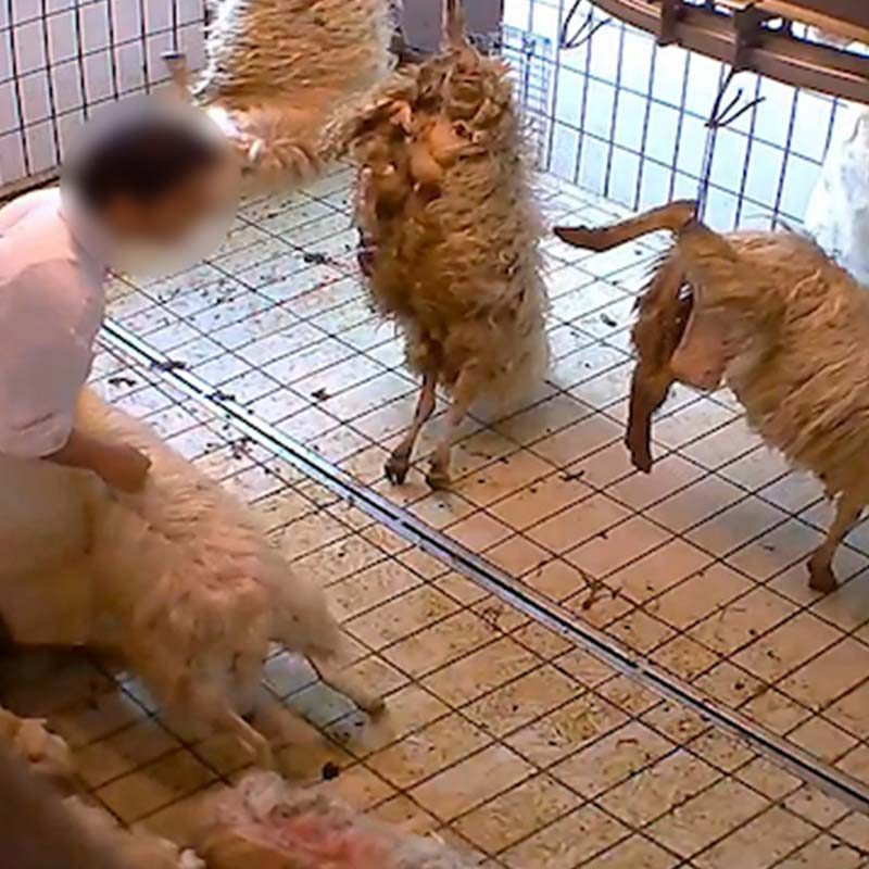 Hidden Cameras Show Abuse in Halal Slaughterhouses in Italy