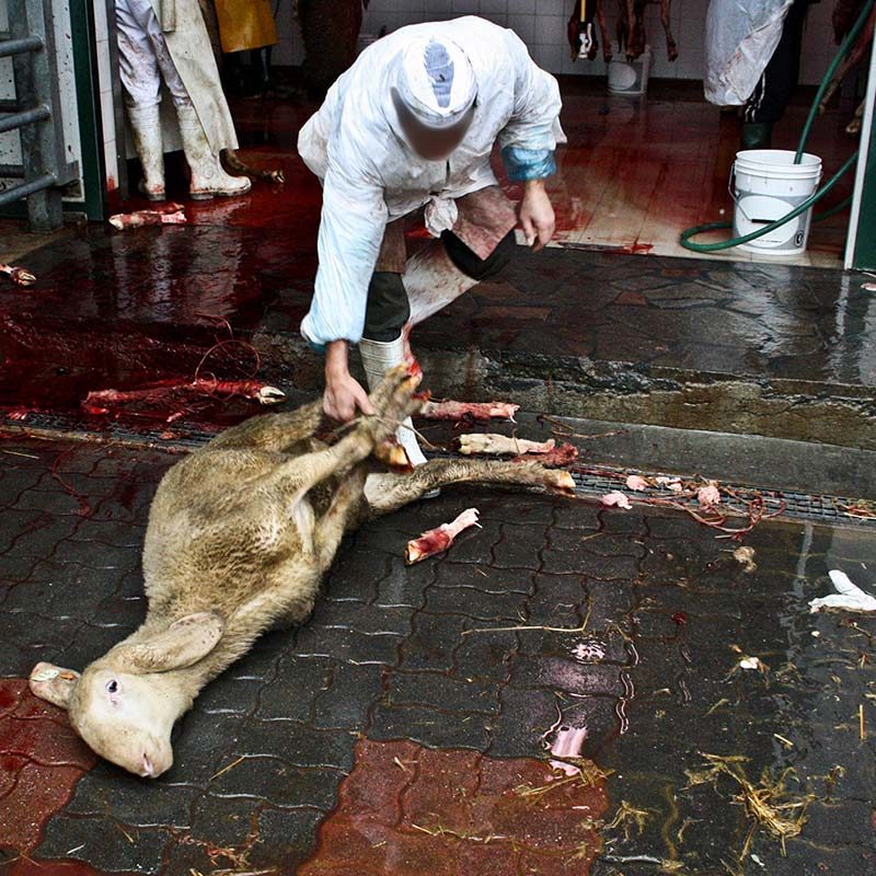 Halal Lamb Slaughterhouse