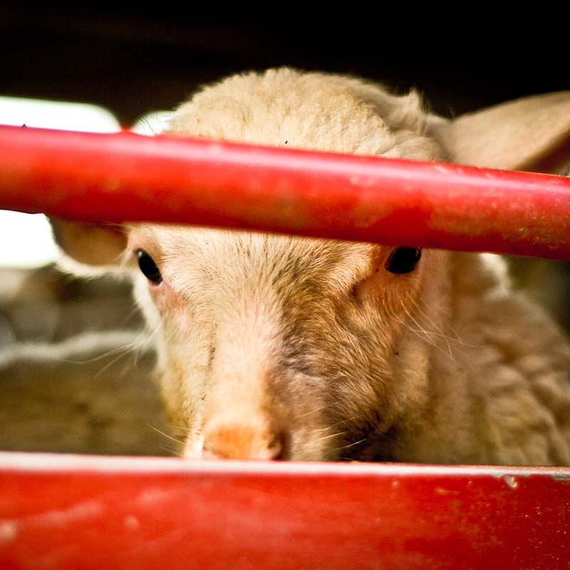 Line,Sheep,Domestic pig,Snout,farmed animal,Fence,Grass