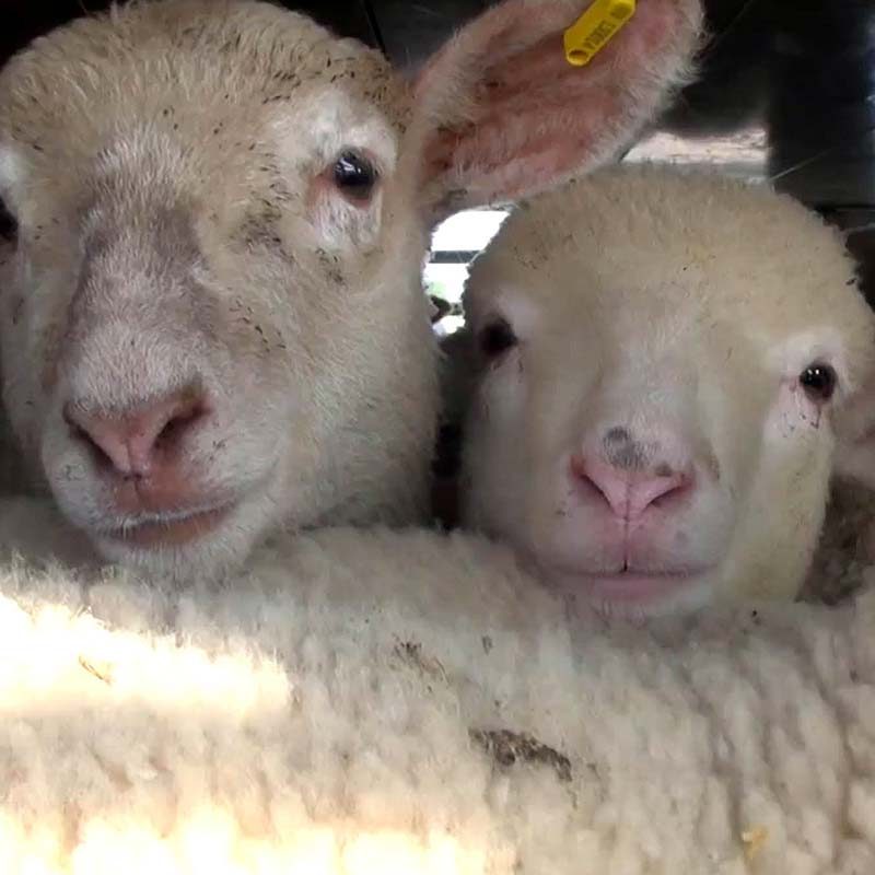 Live-Transport of Lambs Raised for Meat