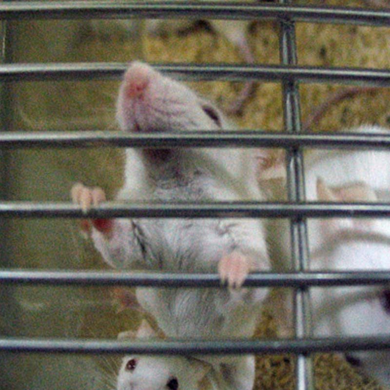 Vivisection Laboratory