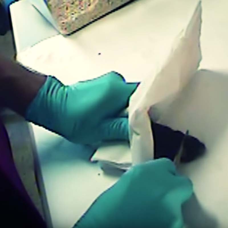 Vivisection of Pigs and Mice