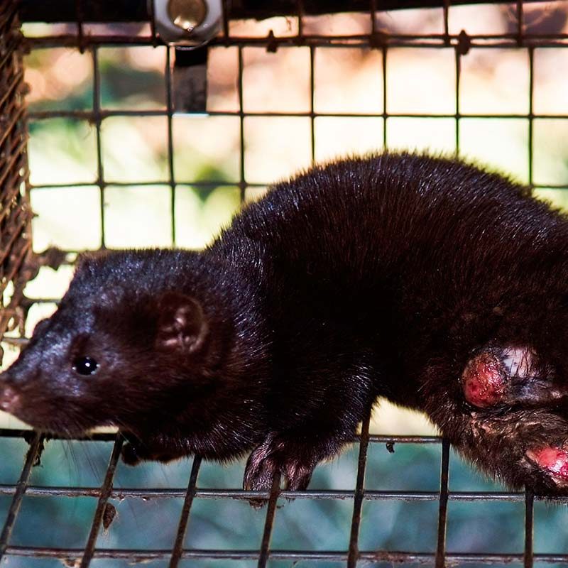 Minks Suffering in Solitary Confinement