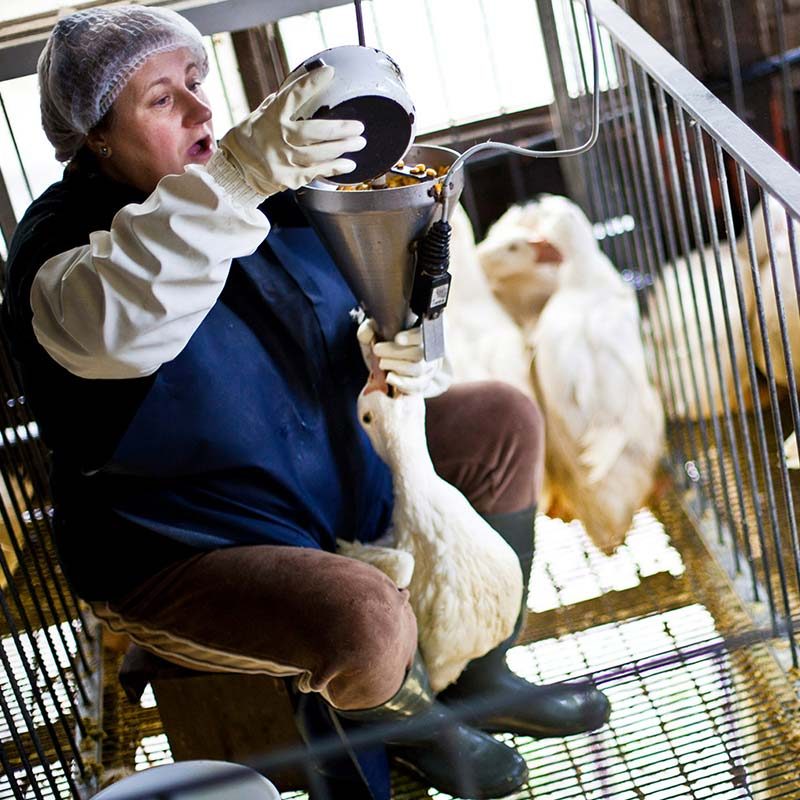 Momotegi Spanish Foie Gras Farm