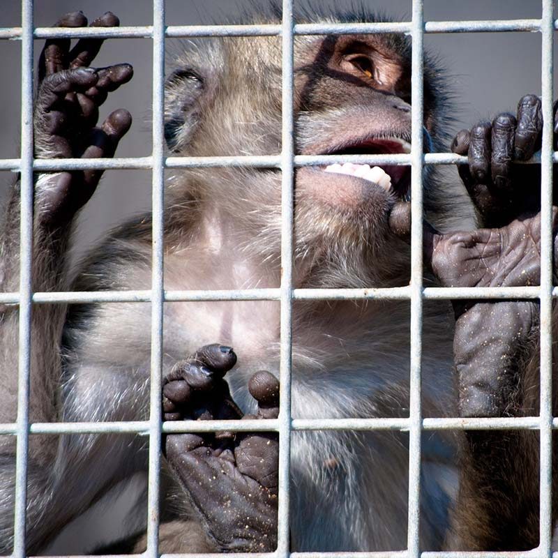 Monkeys Stolen from the Wild, Sold to Labs