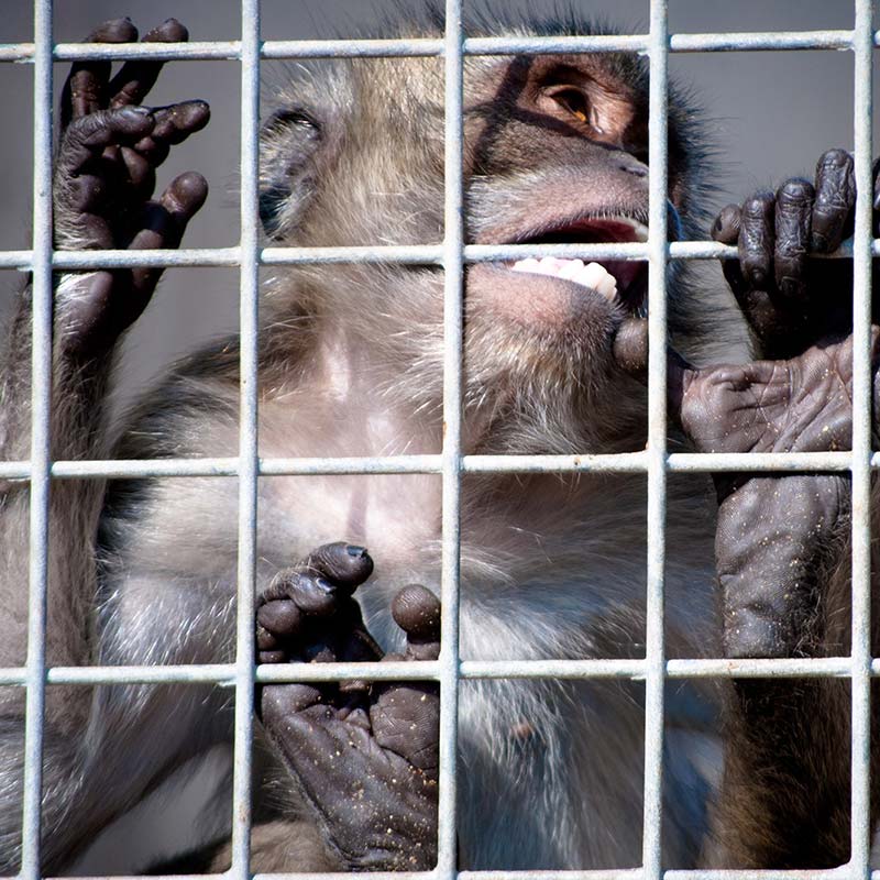 Primate,Fence,Line,Macaque,Snout,Snapshot,Mesh