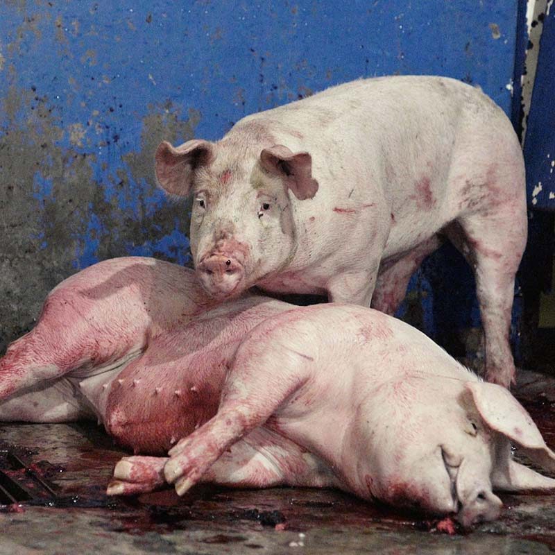 Jalisco Slaughterhouse Cruelty Exposed