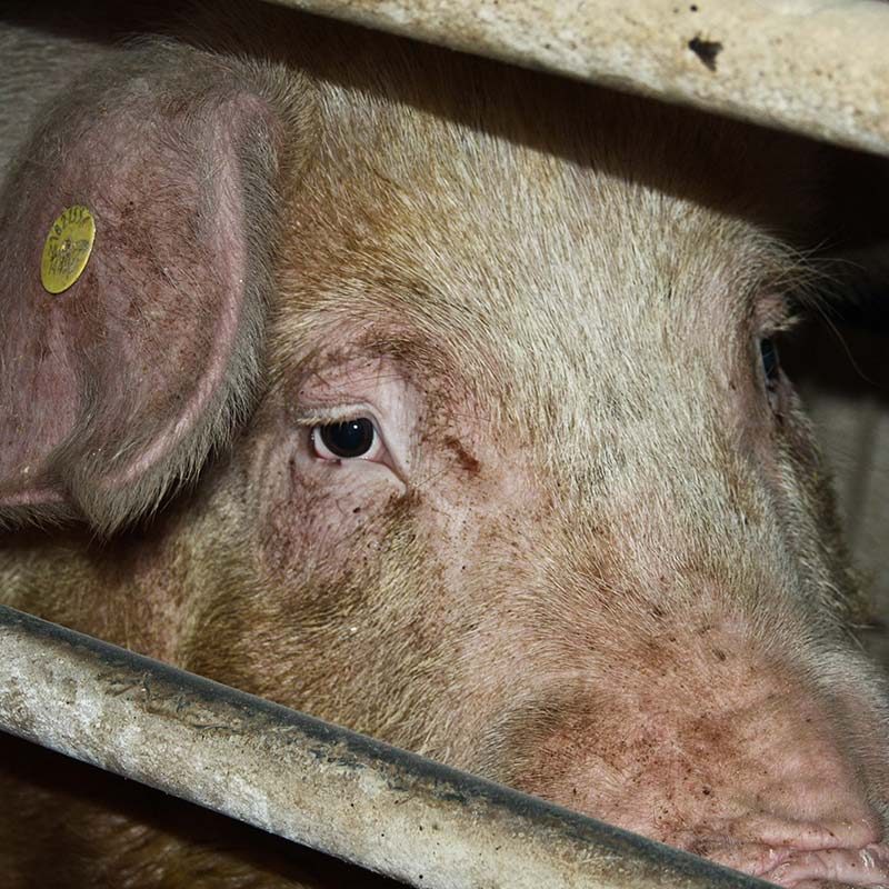 Italian Pig Farm