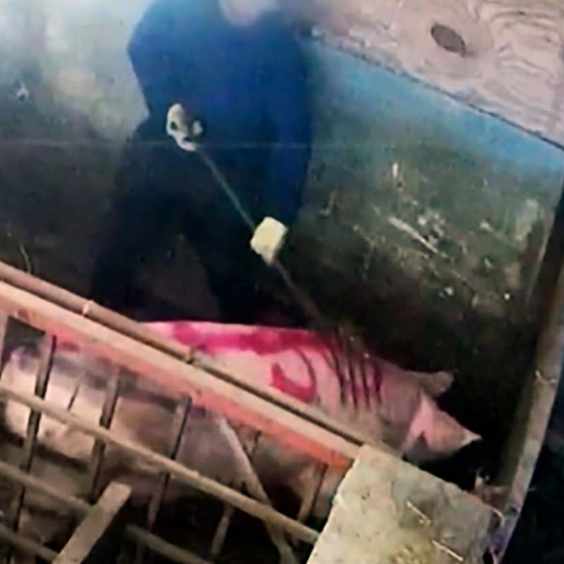Sadistic Abuse Exposed on UK’s Largest Pig Farm