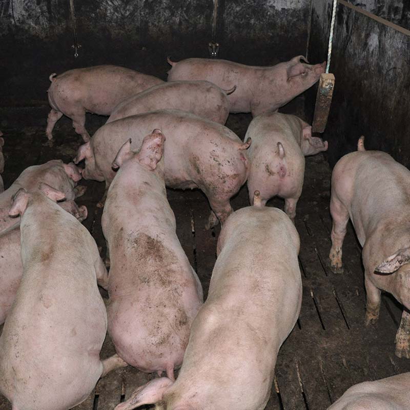 Snout,Domestic pig,farmed animal,Vegetable,Event,Flesh,Herd