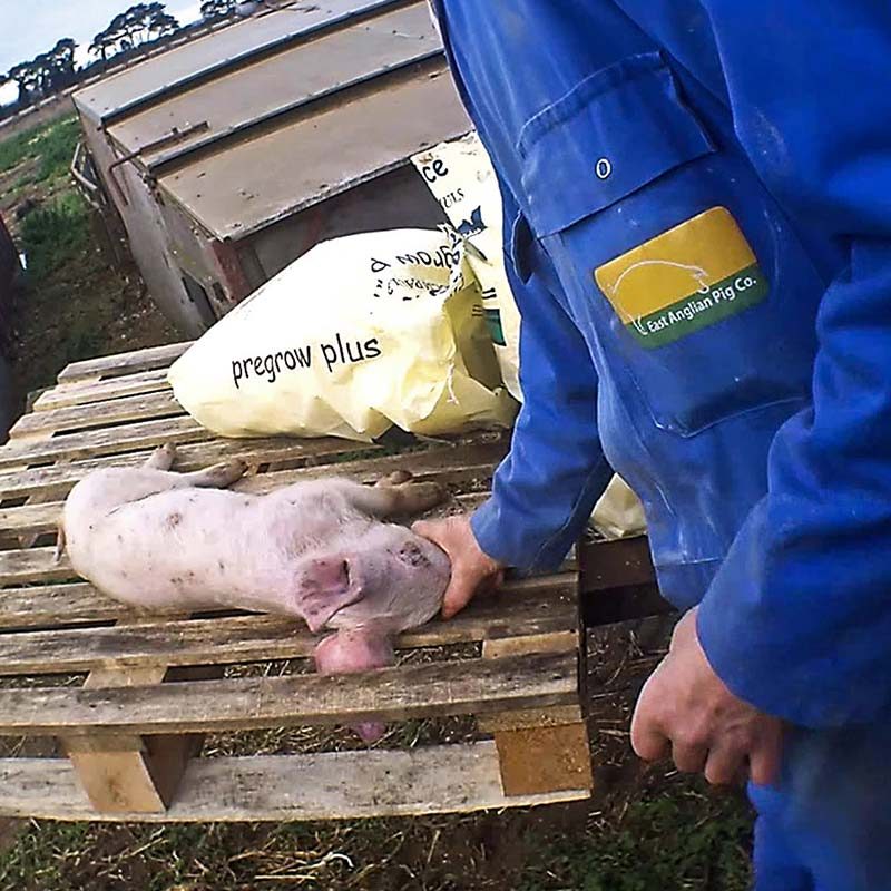East Anglian Pig Company Farms