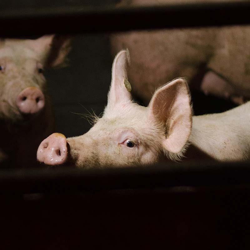 Edeka Pig Supplier