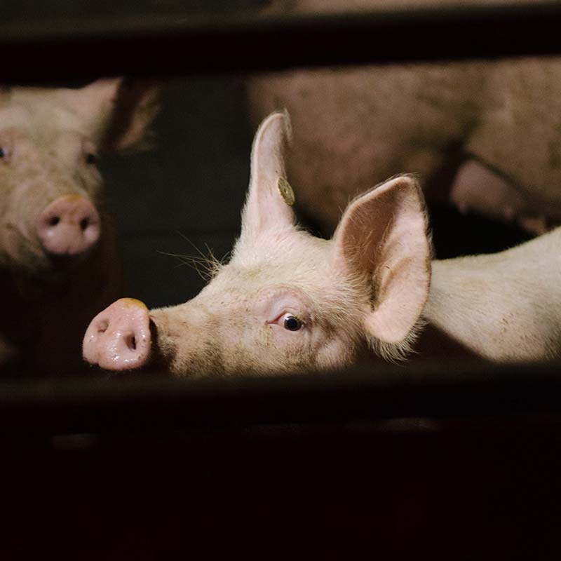 Head,Domestic pig,Snout,Close-up,farmed animal