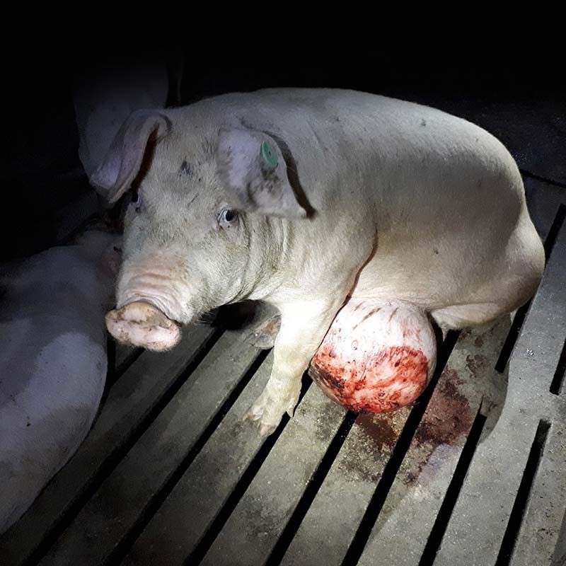 Cruel Conditions Found on Spanish Pig Farm