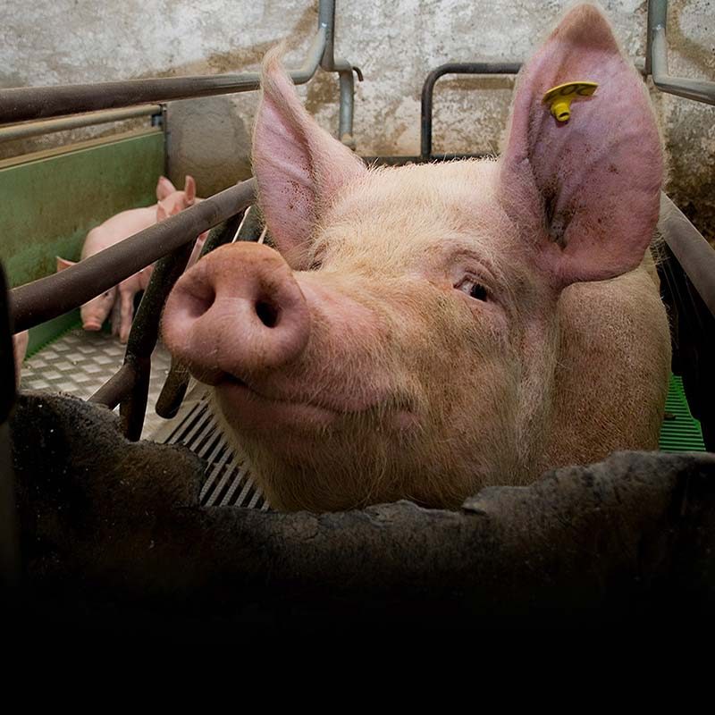 Investigations into 172 Pig Farms
