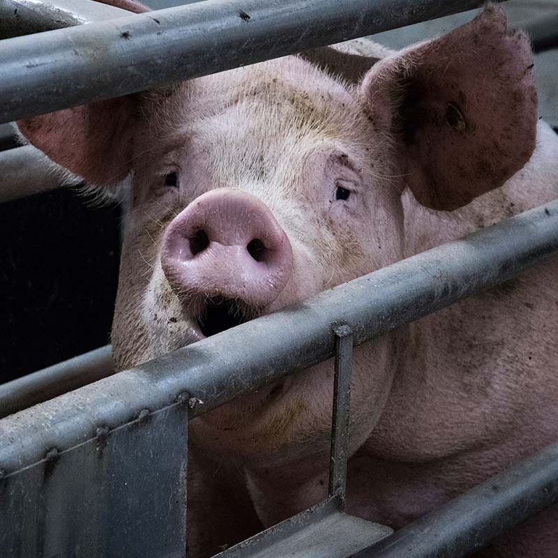 Abuse Found on Celebrated UK Pig Farm