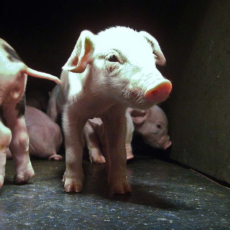 “Farmed With Care”: Investigation Shows Workers Beating Pigs on Certified Farm