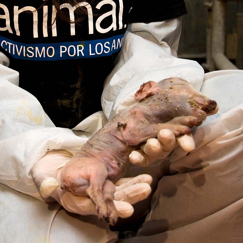 Awarded Pig Farms Exposed