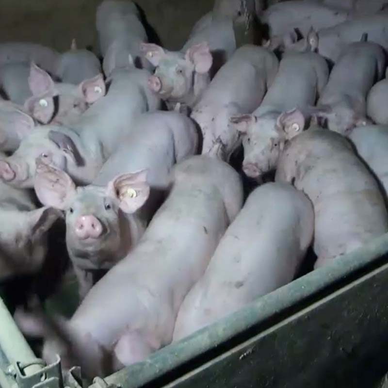 Reindel Pig Farm