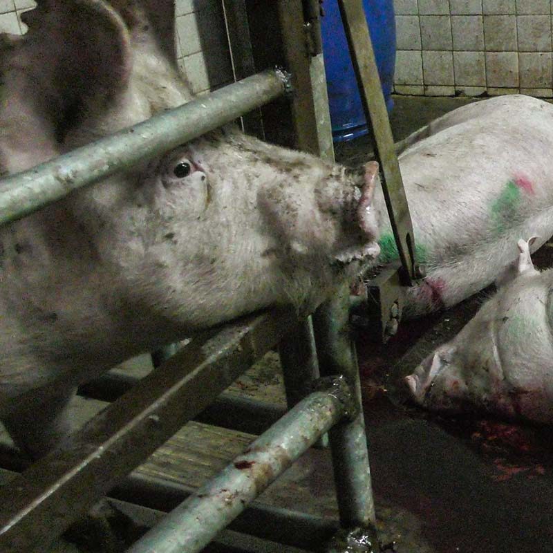 Horrible Scenes at Pig Slaughterhouses in Jalisco